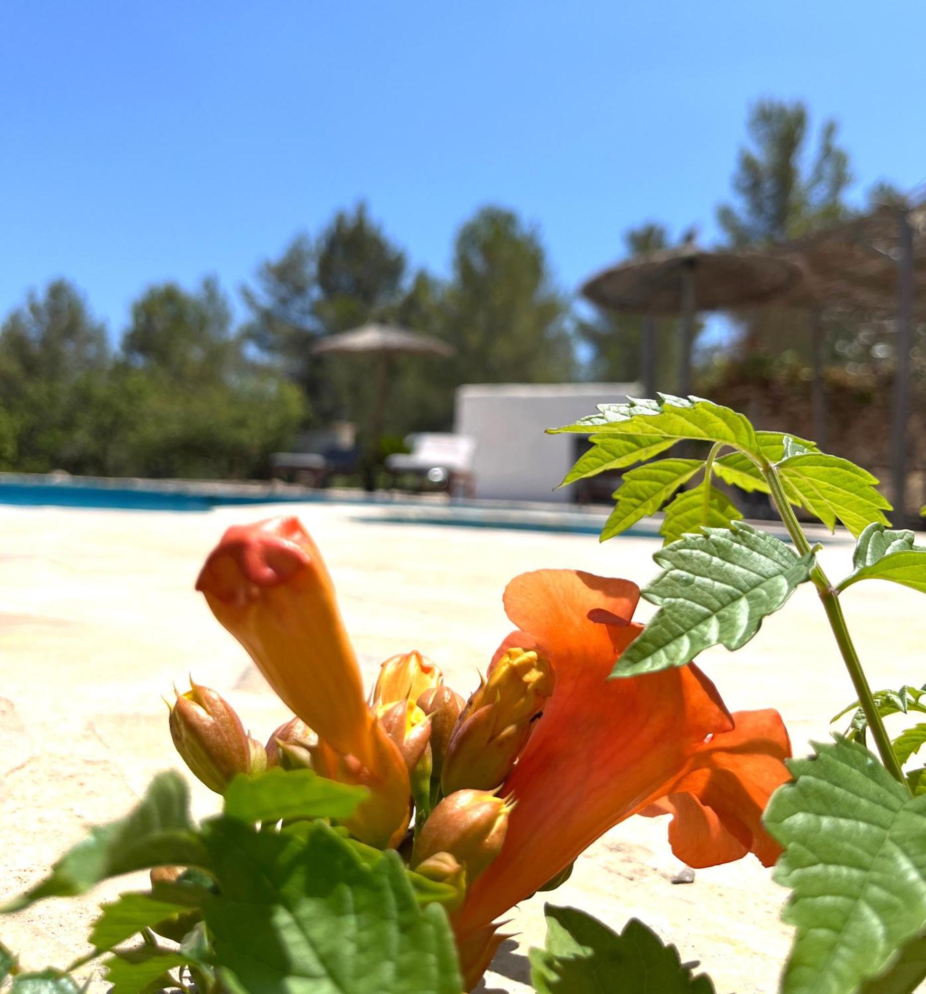 Villa Can Mestreso Suite Ibiza Сан-Хуан-Баутиста Экстерьер фото